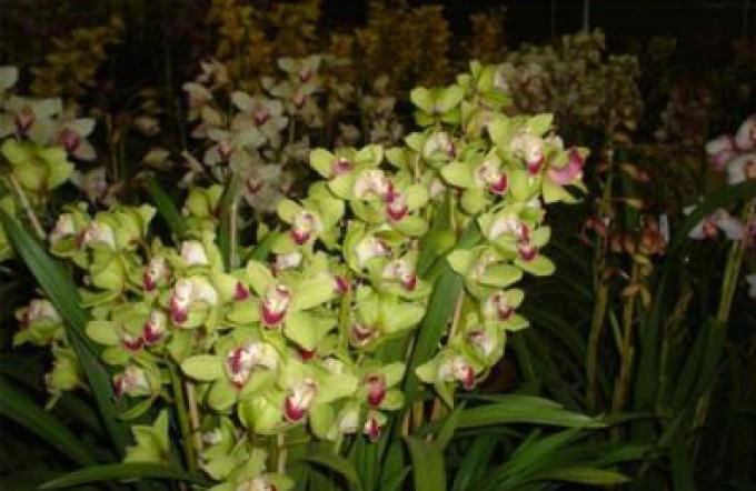 Bolt làm nên lịch sử với tấm HC vàng 200m